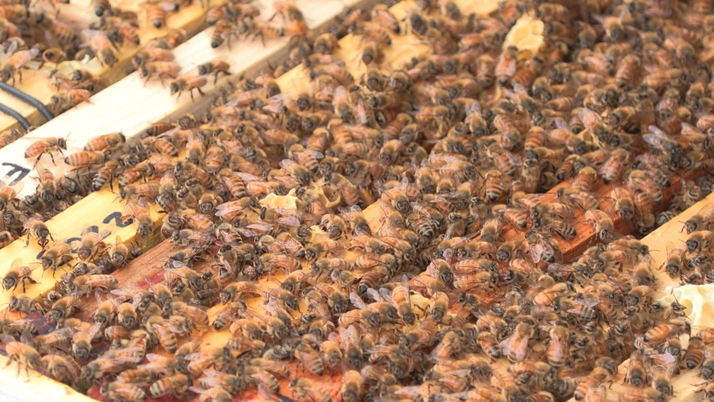 Vancouver Island beekeepers keep eye on colonies as Prairies report massive winter die-offs