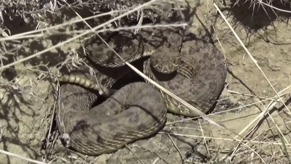 Warmer weather to bring out rattlesnakes in southern Alberta | CTV News