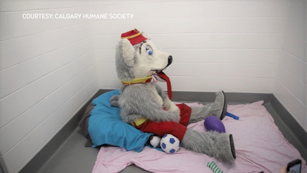 Calgary Humane Society celebrates centennial with $100K fundraising effort