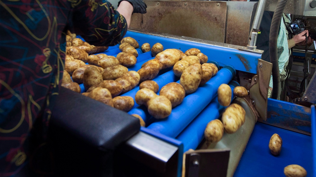 Pengiriman kentang PEI ke AS akan dilanjutkan minggu ini
