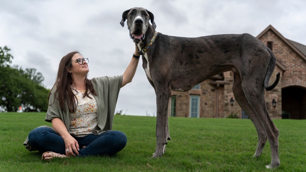 Zeus ha sido nombrado el perro vivo más alto por Guinness World Records.  (Fuente: Guinness World Records a través de CNN)