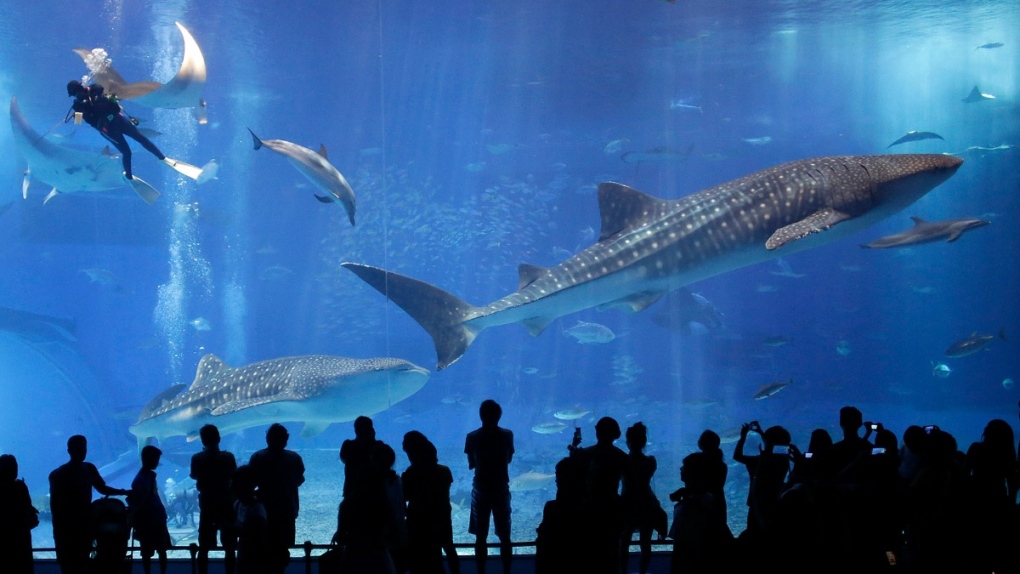 What It's Like to Draw Blood From a Whale Shark - The Atlantic