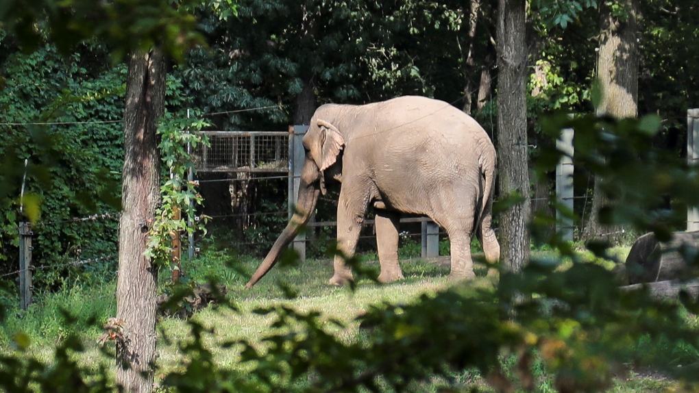 Bronx Zoo elephant "Happy" walks in a habitat inside the zoo's Asia display, Tuesday Oct. 2, 2018, in New York. (AP Photo/Bebeto Matthews, File)