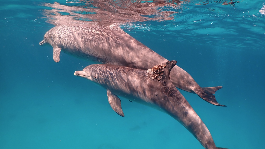A dolphin with a fungal infection on its dorsal fin. Rubbing against certain corals may protect dolphins against skin complaints. (iScience/CNN)
