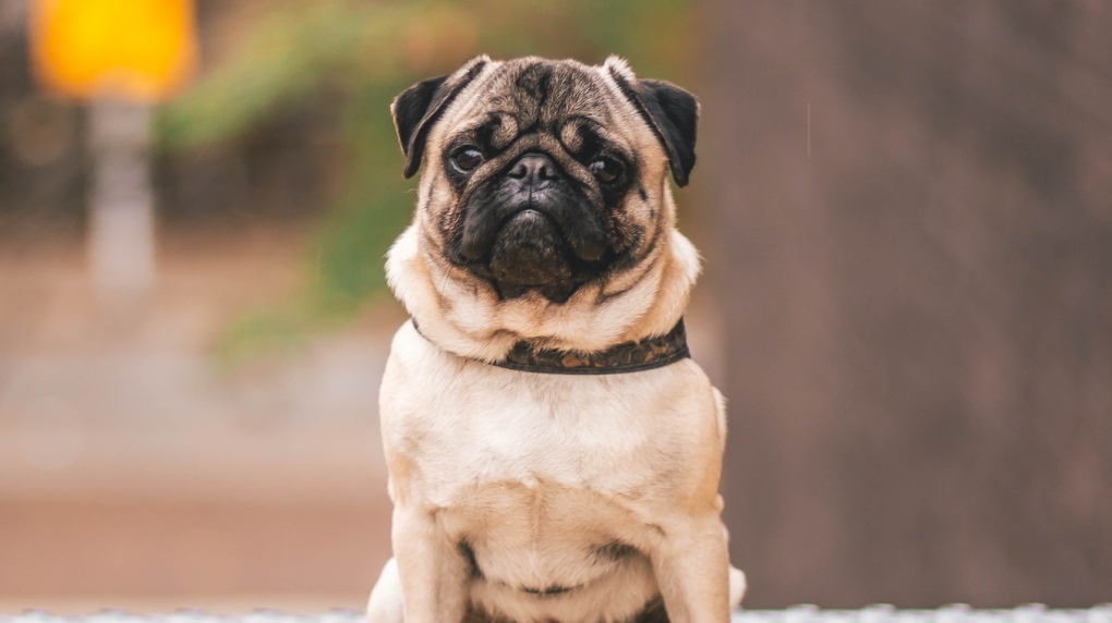 A pug is seen in this stock photo. (Steshka Willems/Pexels)