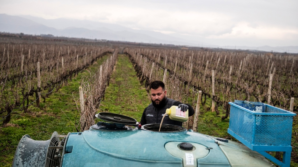 Farmer Dimitris Kakalis, 25, fills a spray machine with pesticide at his vineyard near the town of Tyrnavos, central Greece, Sunday, Feb. 13, 2022. (AP Photo/Giannis Papanikos, File)