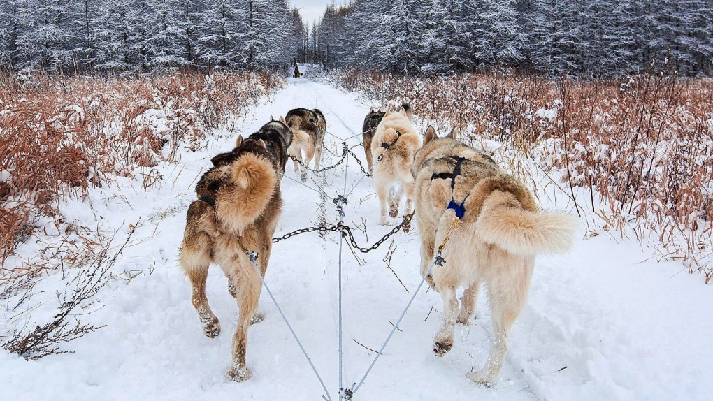 A former dog sled owner opens up after watching the W5 documentary 'Dogs in Distress.' She left her large-scale dog sledding operation shortly after the program aired. XP Mi-Loup has since shut down in Quebec. Photo supplied to W5 by Tanya Fournier Veilleux)
