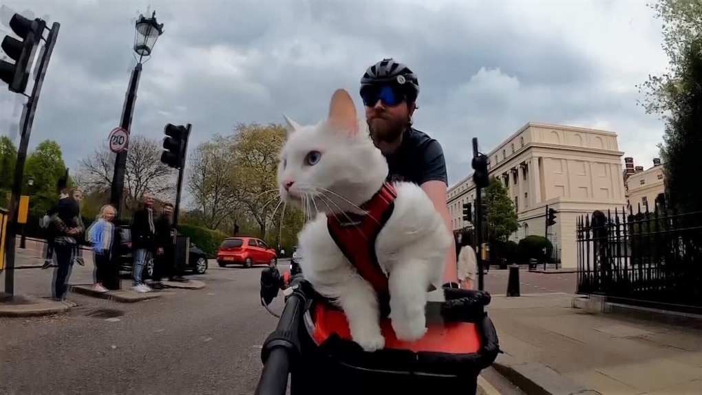 Cat rides on a bike through streets of London