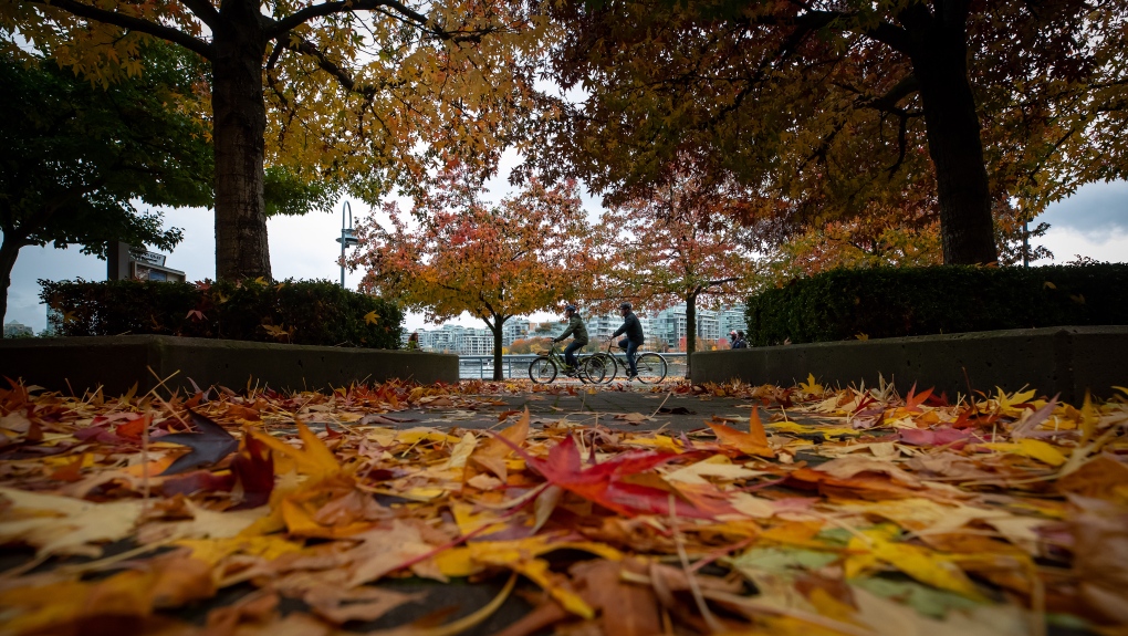 People riding bikes on the False Creek seawall are framed by fall foliage as leaves cover the ground, in Vancouver, Oct. 22, 2021. THE CANADIAN PRESS/Darryl Dyck
