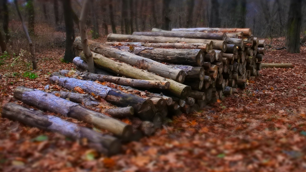 Inflacja: nakazuje polskim obywatelom zbierać drewno opałowe