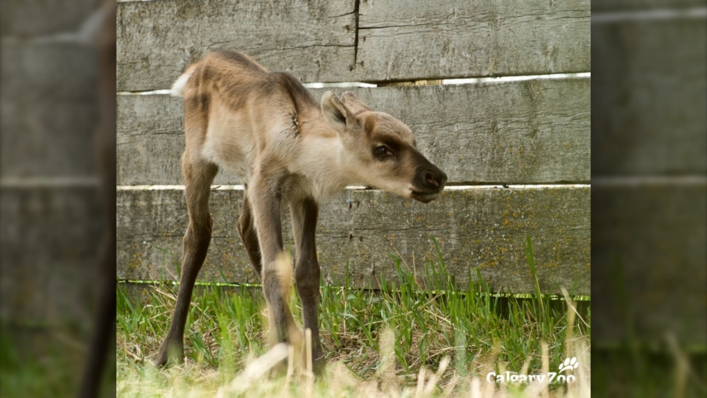 Calgary Zoo welcomes woodland caribou calf | CTV News