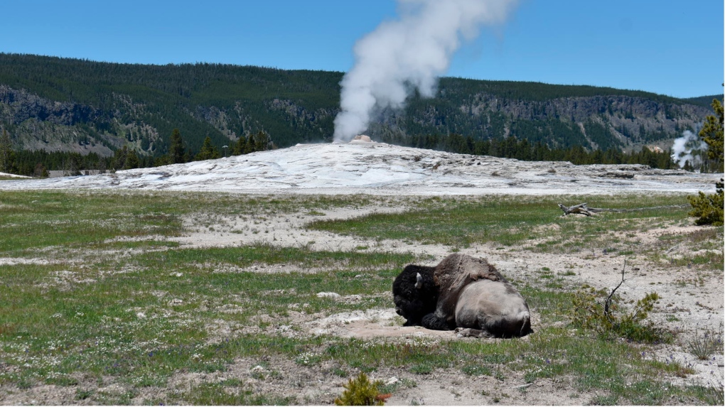 A Yellowstone bison lays down on the ground in front of the Old Faithful geyser in Yellowstone National Park, Wyo., Wednesday, June 22, 2022. (AP Photo/Matthew Brown)