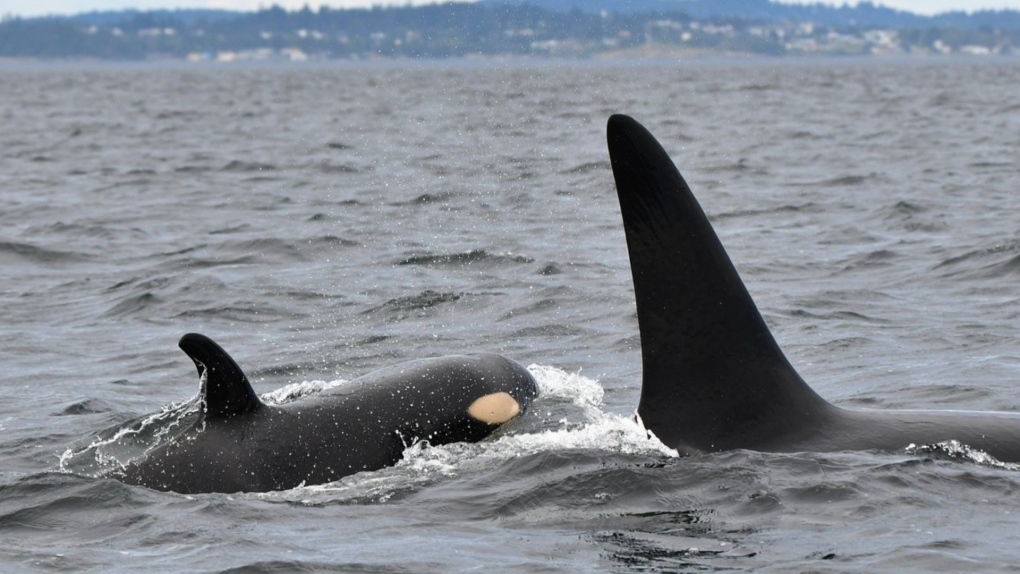 Researchers name new southern resident killer whale spotted in B.C.