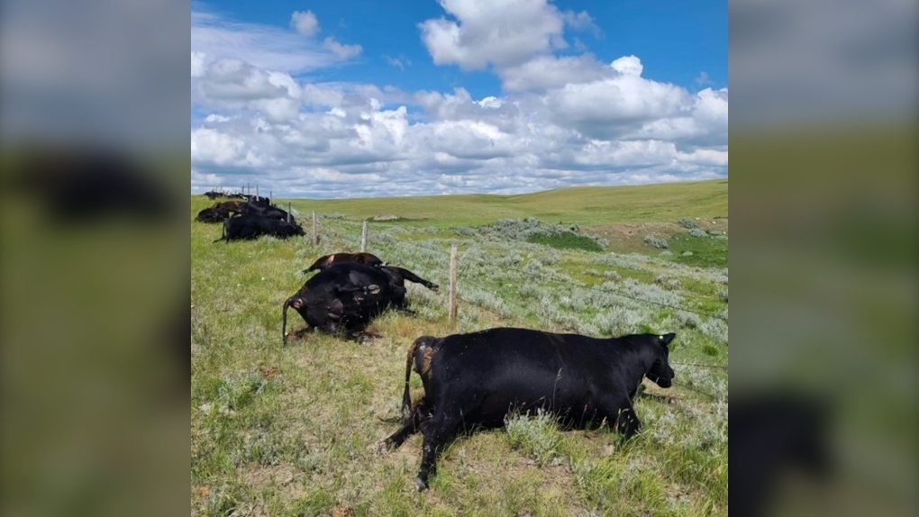 &#039Worst factor I&#039ve ever viewed on the farm&#039: Sask. family members loses nearly 30 cattle to lightning strike
