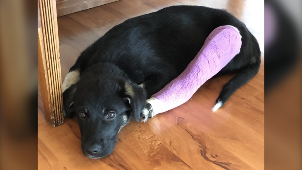 SPCA fundraiser for injured puppy exceeds goal by $13K