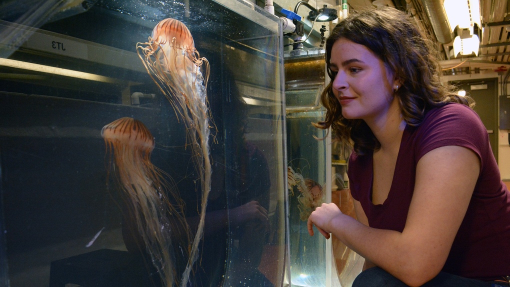 UBC researcher planning jellyfish world tour