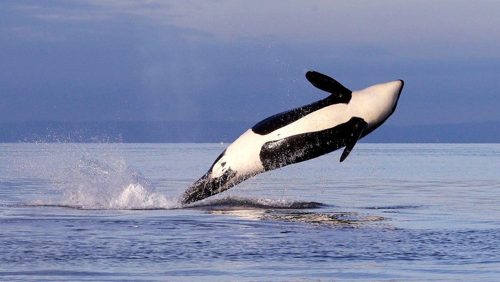 Dwindling salmon shares signify endangered B.C. orcas are heading hungry, researchers say