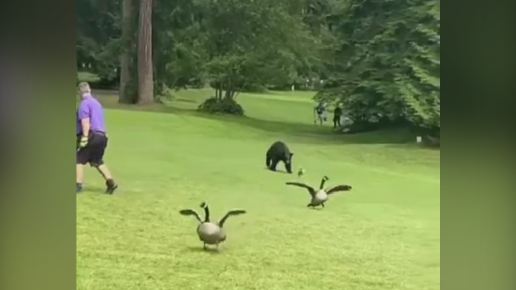 Black bear surprises people, chases geese at Metro Vancouver park