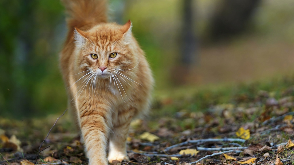 Plan to ban cats roaming freely outdoors in Toronto | CTV News