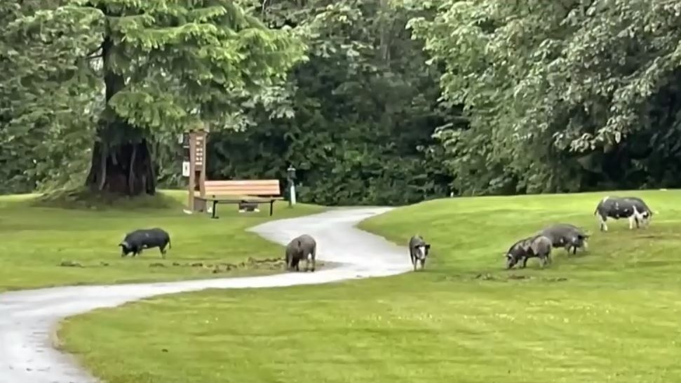 B.C. confirms pigs on Vancouver Island golf course will be dealt with by conservation officers