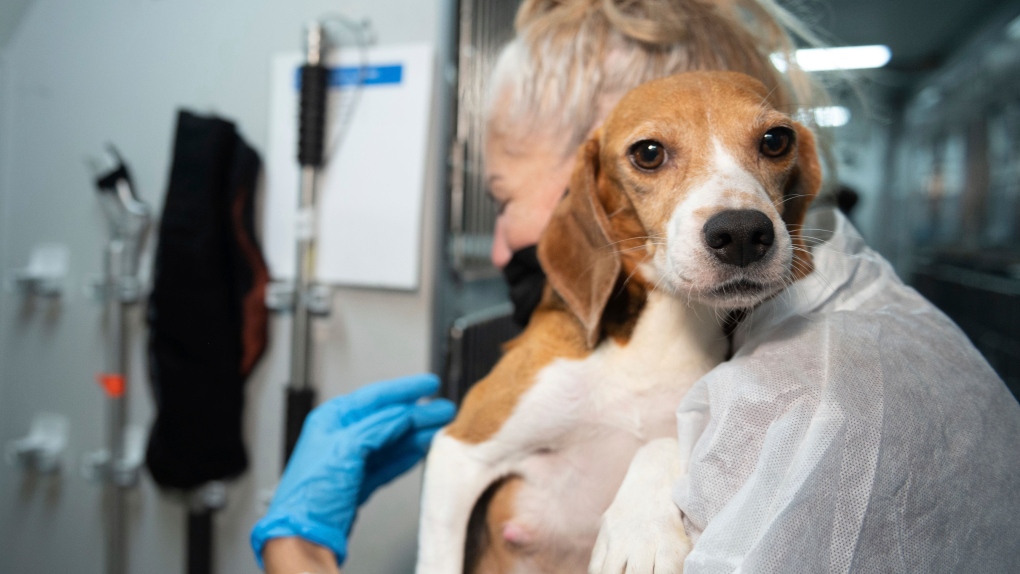 4,000 beagles destined for experiments finding new homes