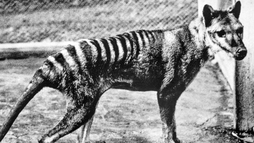 De Tasmaanse tijger: wetenschappers plannen voor de opstanding