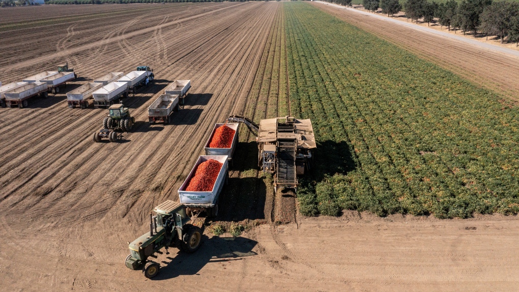 Farmers harvest tomatoes in Winters, California, in August. (David Paul Morris/Bloomberg/Getty Images/CNN)