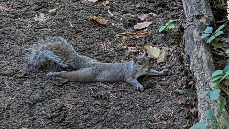 Gli scoiattoli stanno “spuntando” in tutta New York City