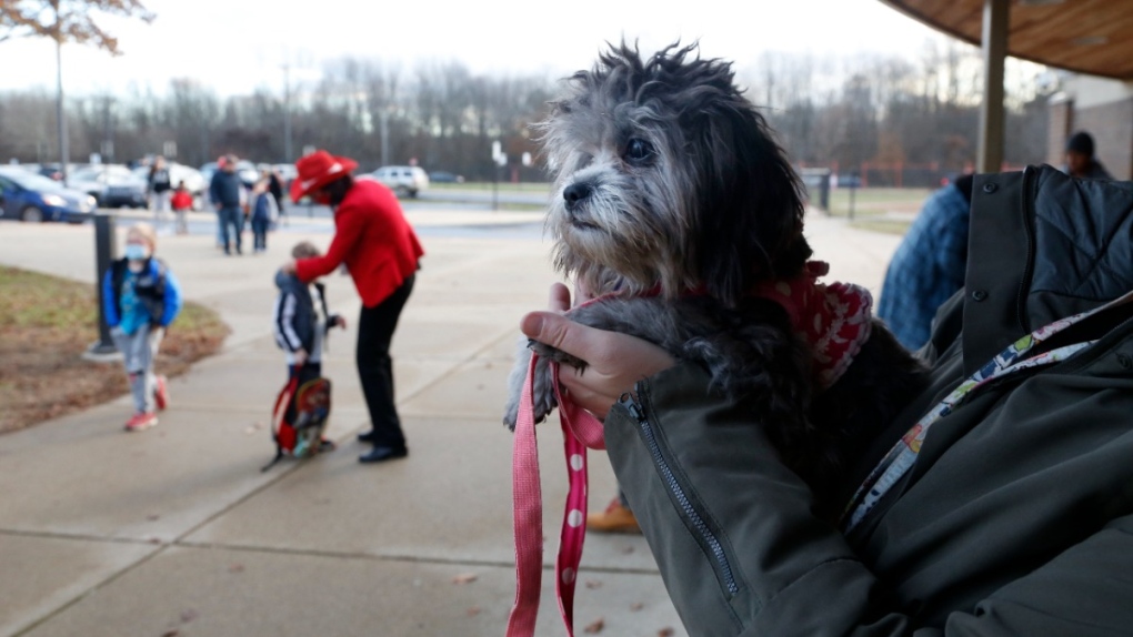 Trixie, a comfort dog, waits to greet students in Paw Paw, Michigan, on Dec. 2, 2021.  (Martha Irvine / AP) 