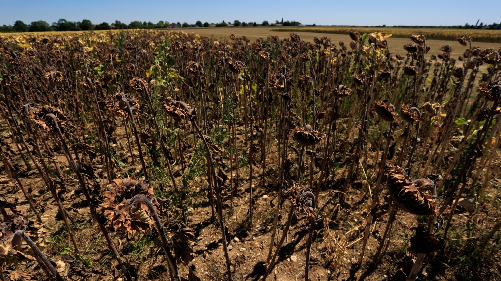 Sunflowers suffer from lack of water, as Europe is under an unusually extreme heat wave, in Beaumont du Gatinais, 60 miles south of Paris, France, Monday, Aug. 8, 2022. (AP Photo/Aurelien Morissard)