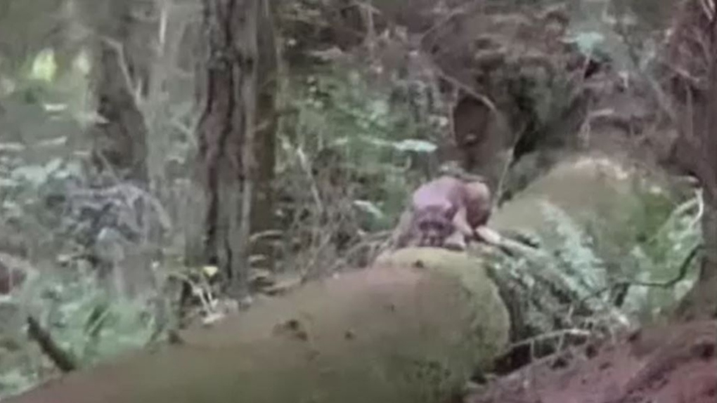 'It was just planted on the log': Cougar encounter caught on camera in Campbell River, B.C.