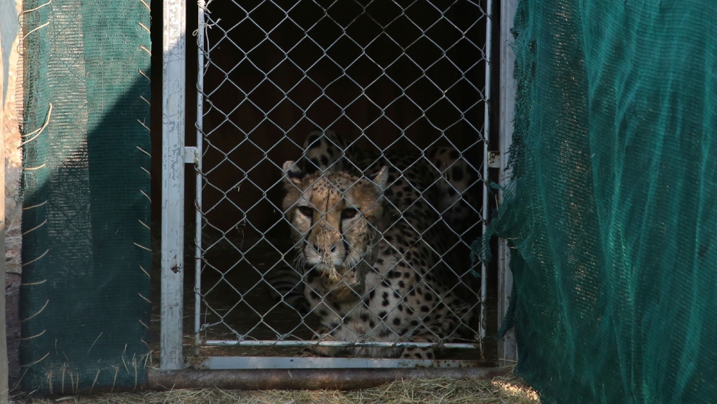 Cheetahs make a comeback in India immediately after 70 a long time