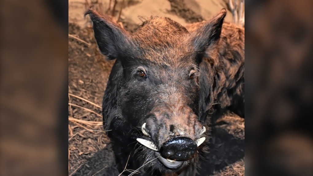 Governments rush to stop invasive species, including feral boars