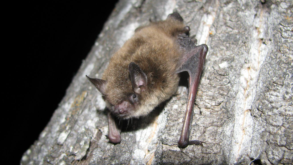 Fatal bat fungus White Nose Syndrome makes first appearances in Alberta