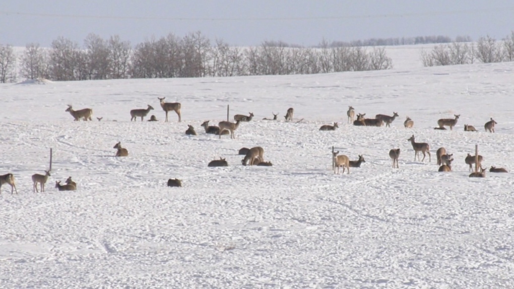 Hundreds of deer descended on a Sask. farmer's property. Then the coyotes came.