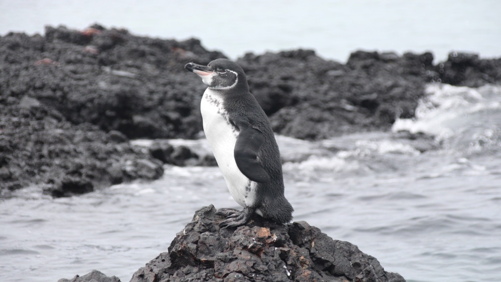 UBC student researching microplastics in Galapagos penguins