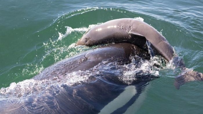 Mengapa paus pembunuh SM membunuh lumba-lumba tanpa memakannya?