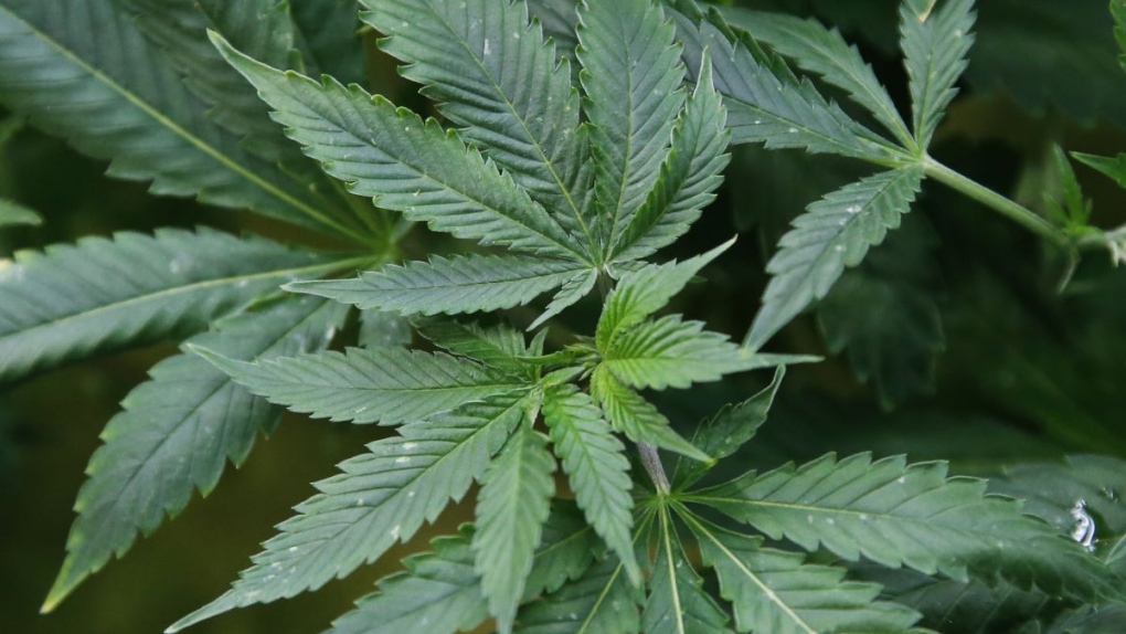 Plus de 45 000 plants de marijuana saisis en Oklahoma