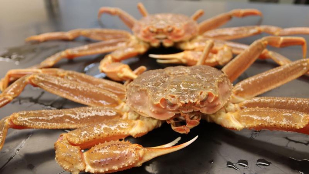 Alaska crabs went missing, scientists know the reason
