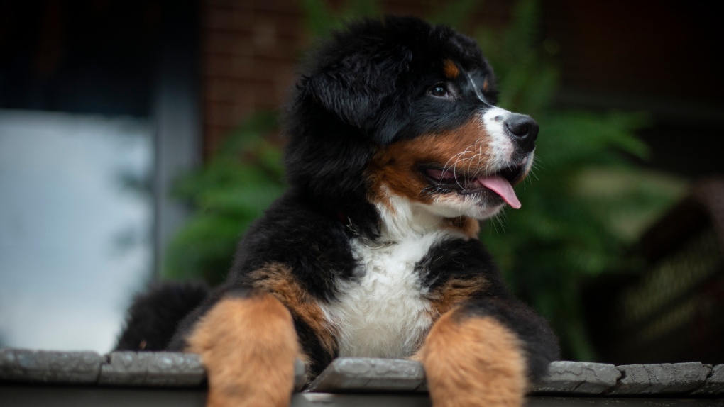 Revelados los nombres de perros más populares de Toronto para 2023