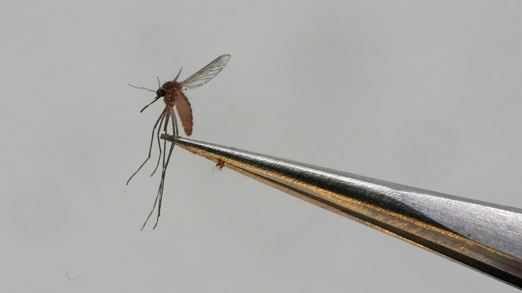 A Culex tarsalis mosquito is shown at the Salt Lake City Mosquito Abatement District on Monday, Aug. 28, 2023, in Salt Lake City. THE CANADIAN PRESS/AP, Rick Bowmer