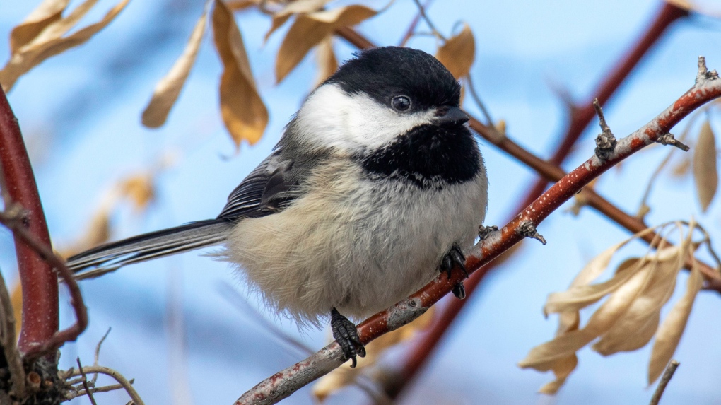 This Canadian city is on the hunt for an official bird
