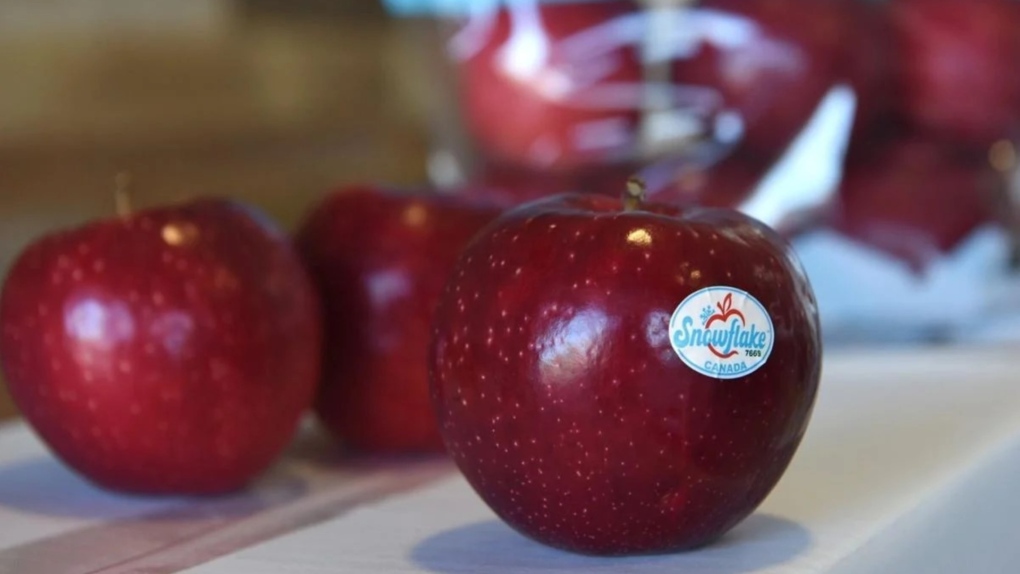 A new apple variety is now coming out of an Ontario orchard. Here's what it tastes like
