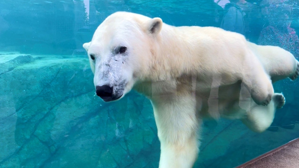 Polar bears make a splash at Wilder Institute/Calgary Zoo's Wild Canada