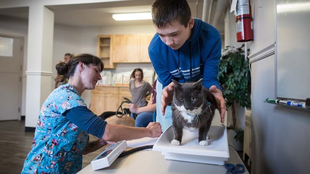 Veterinarian Sharon Bruce, left, weighs Ethan Pankratz's cat Link during a free animal health care clinic for the pets of low or no income residents, in Abbotsford, B.C., on Sunday, August 25, 2019. (THE CANADIAN PRESS/Darryl Dyck/File)

