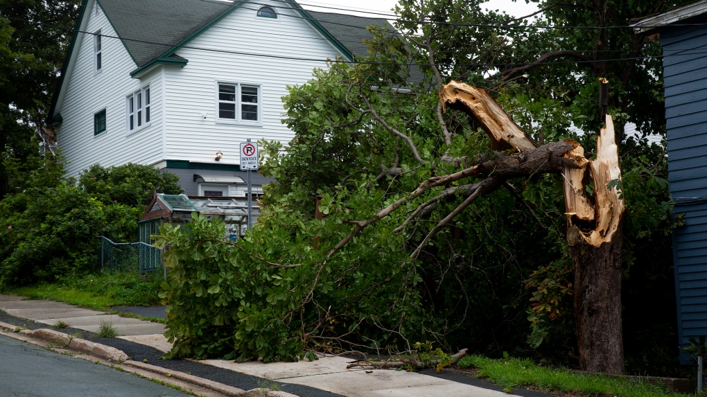 A tree is seen downed after Hurricane Larry crossed over Newfoundland's Avalon Peninsula in the early morning hours, in St. John's, Saturday, Sept. 11, 2021. THE CANADIAN PRESS/Paul Daly