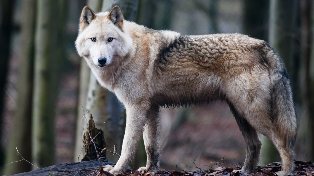 Wolf hybrid Raik stands in an enclosure in the Alternative Bear Park Worbis. The bear park is a sanctuary for the two wolf hybrids Ronja and Raik. Photo: Swen Pfortner/dpa-Zentralbild via Getty Images)