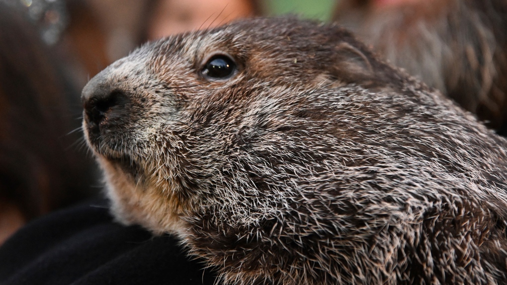 A brief history of Saskatchewan's attempts to possess an official groundhog