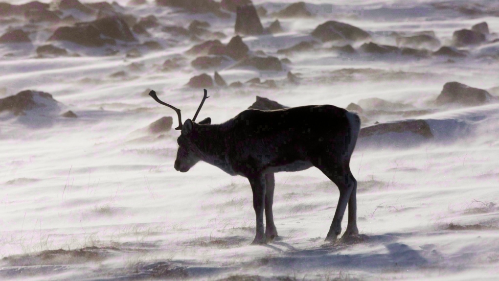 The Mounties say one of their officers tried to shoot a caribou while on duty