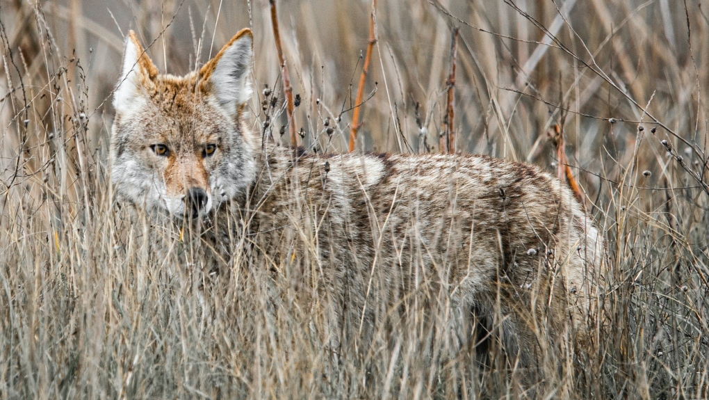 North Wildwood police warn of coyote sightings